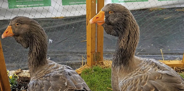 So schlfrig, wie sie hier wirken, sin...enn kein Eindringling naht<ppp> </ppp>  | Foto: Julius Steckmeister