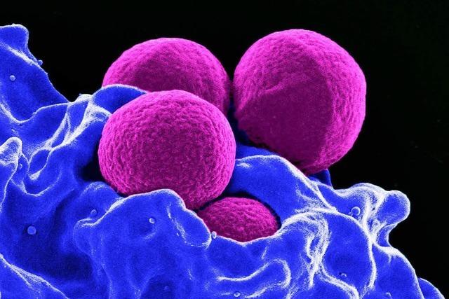 Antibiotika-resistente Bakterien verursachen europaweit jährlich 33.000 Todesfälle