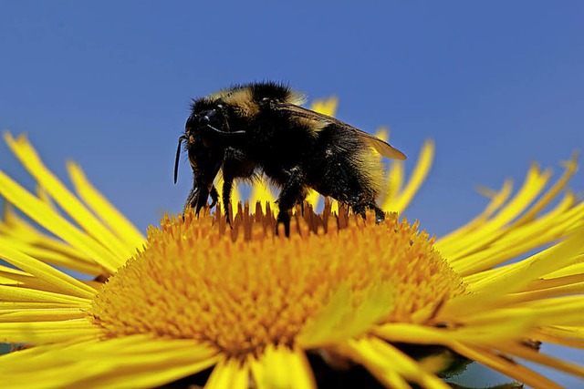 Eine beeindruckende Bienen-Makro-Aufna...Der Titel: &#8222;Sonne tanken&#8220;.  | Foto: Milan Aliprandi