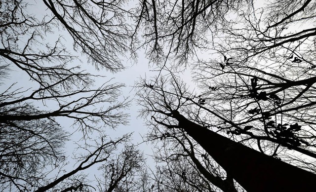 Das Eschentriebsterben setzte dem Meienheimer Wald stark zu.   | Foto: DPA