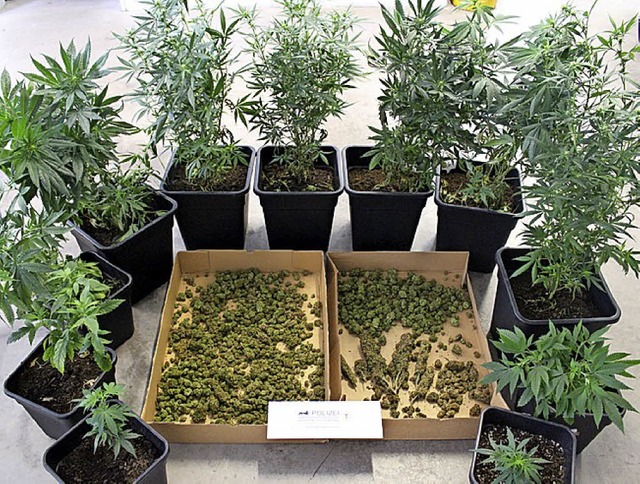 In Hausach beschlagnahmt: Cannabispflanzen.   | Foto:  Polizei