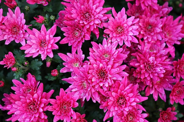 10000 Chrysanthemen gab es bei der Chrysanthema zu sehen.  | Foto: Christoph Breithaupt