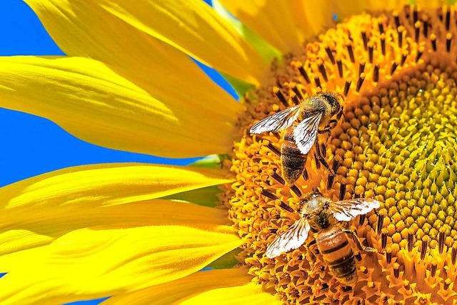 Wie entsteht Honig? Der Imker hat dami...; die meiste Arbeit machen die Bienen.  | Foto: dpa
