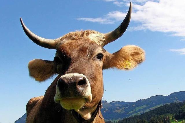 Warum haben Kühe Hörner?