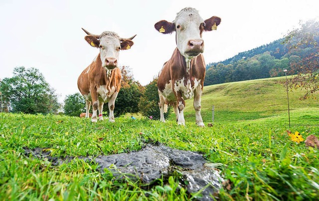 Wie fngt man eine Kuh?  | Foto: dpa