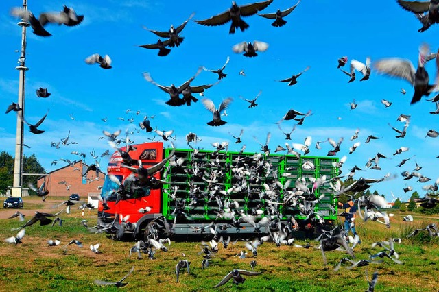 Brieftaubenzchter lassen ihre Vgel  fliegen.  | Foto: Verband Deutscher Brieftaubenzchter