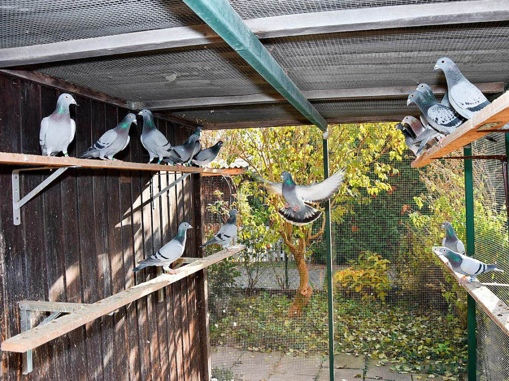 Ausstellung des Tauben-und Geflgelzuchtvereins Rheinfelden