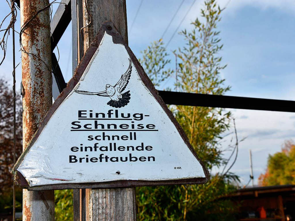 Ausstellung des Tauben-und Geflgelzuchtvereins Rheinfelden