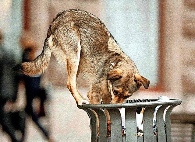 Wer ist fr einen entlaufenen Hund zustndig?   | Foto: S. Supinsky, dpa