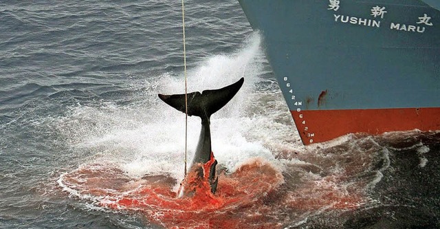 Ein harpunierter Wal wird an Bord eine...n. Das Foto stammt aus dem Jahr 2006.   | Foto: dpa