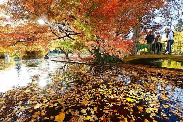 Fotos: Herbstliches Farbenspiel in Freiburg