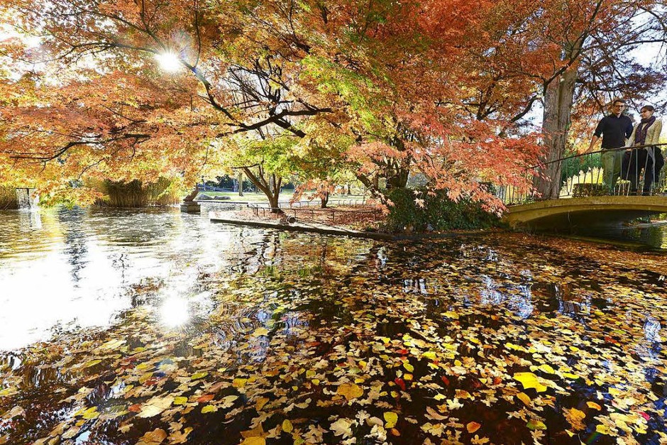 Auf dem Teich im Stadtgarten schwimmen keine Enten, sondern ein Sammelsurium bunter Blätter (Foto: Ingo Schneider) Auf dem Teich im Stadtgarten schwimmen keine Enten, sondern ein Sammelsurium bunter Blätter (Foto: Ingo Schneider)