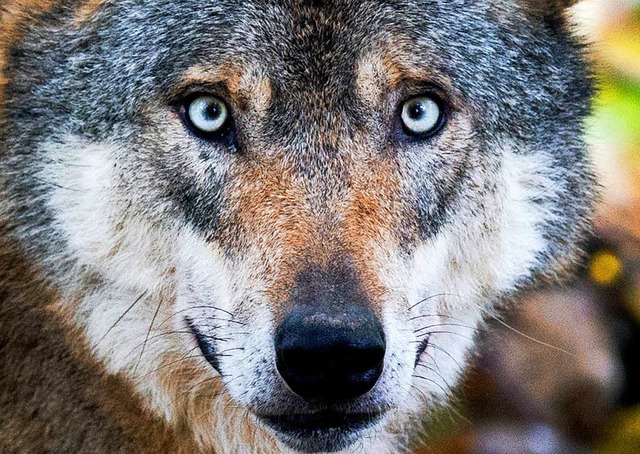 Ein Wolf  | Foto: dpa