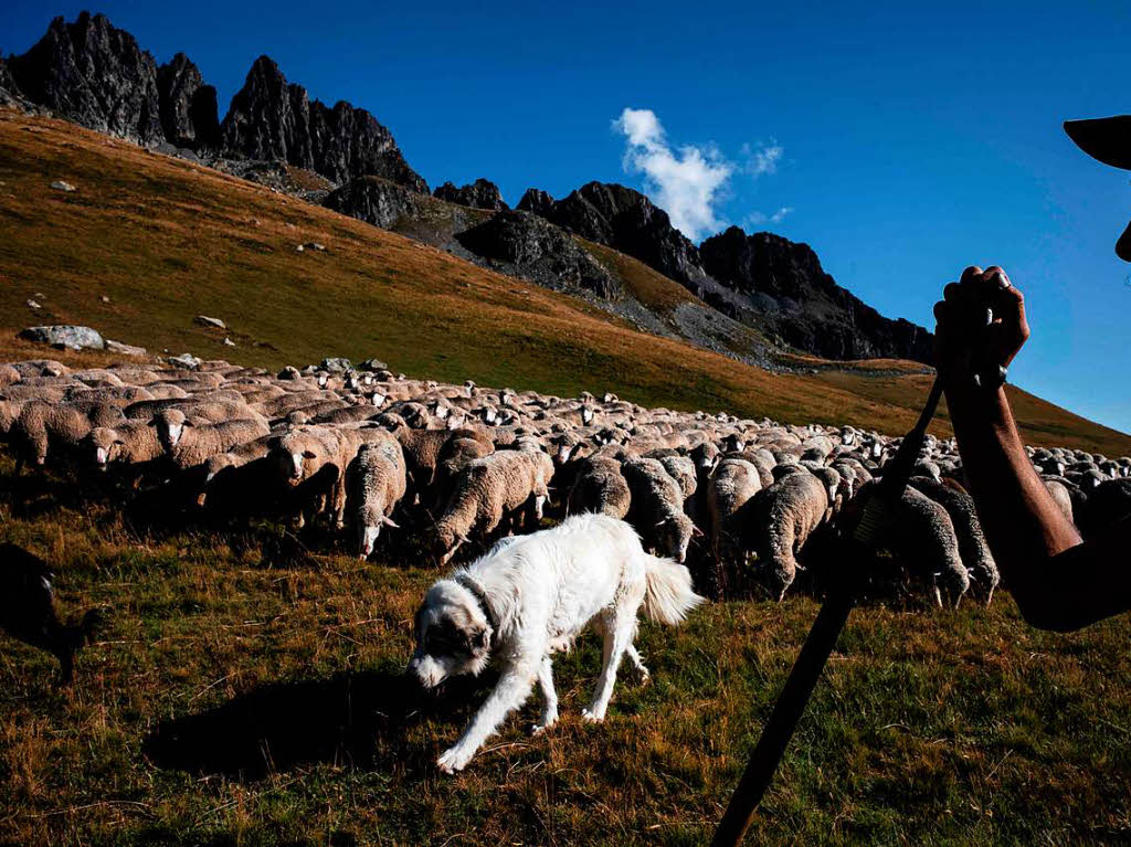 Der Schfer Gaetan Meme verbringt den Sommer von Juni bis Oktober mit seiner Herde in den franzsischen Alpen nahe des Col du Glandon.