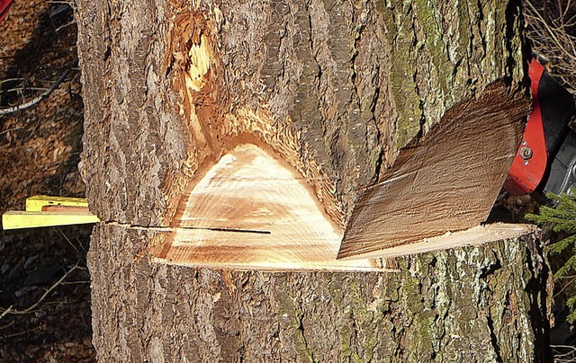 Die Douglasie wird im Sdschwarzwald langfristig die Fichte ersetzen.  | Foto: Peter Stellmach