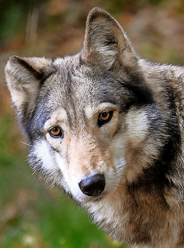 Der Wolf  wird in der Region  wieder heimisch.   | Foto:  DPA