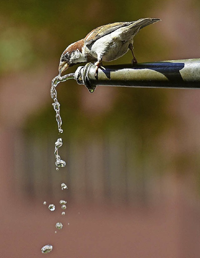 Nicht nur dieser Spatz hat Durst: Ange...inkwasserbrunnen eingerichtet werden.   | Foto: Ingo Schneider