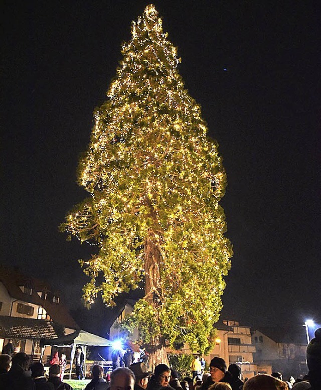Letztes Weihnachten erstrahlte der Baum zum ersten Mal.    | Foto: Eckert