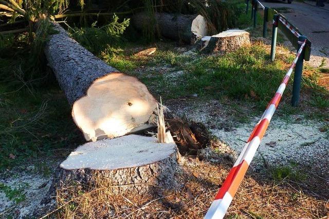 Im Brennet-Park in Hausen wurden rund 50 Bume gefllt