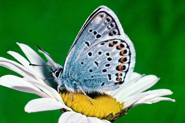 Immer mehr Tier- und Pflanzenarten ver...der Argusbluling gilt als gefhrdet.   | Foto: dpa