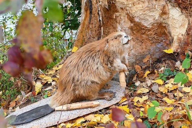 Erster Landkreis im Sdwesten mit Handlungsleitfaden zu Wildtieren