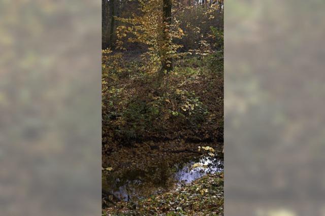 Trockenjahr setzt dem Wald zu