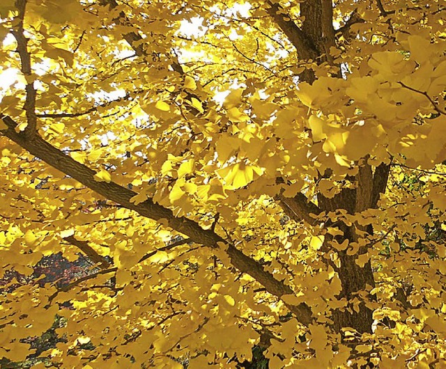 Im Herbst leuchtet er golden, der Ginkgo &#8211; hier in einem Hausgarten.   | Foto: Langelott