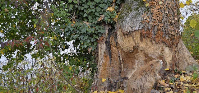 An einem Baum an der Sckinger Rheinuf...elt es sich lediglich um ein Prparat.  | Foto:  Sarah Trinler