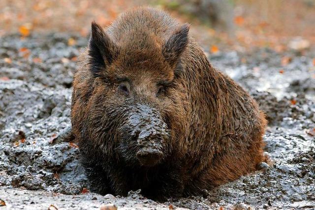 600 Jäger können bei Treibjagd auf dem Dinkelberg nur 26 Wildschweine erlegen