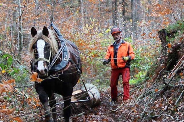 Pferde schtzen die Bodendenkmler in Fahrnau