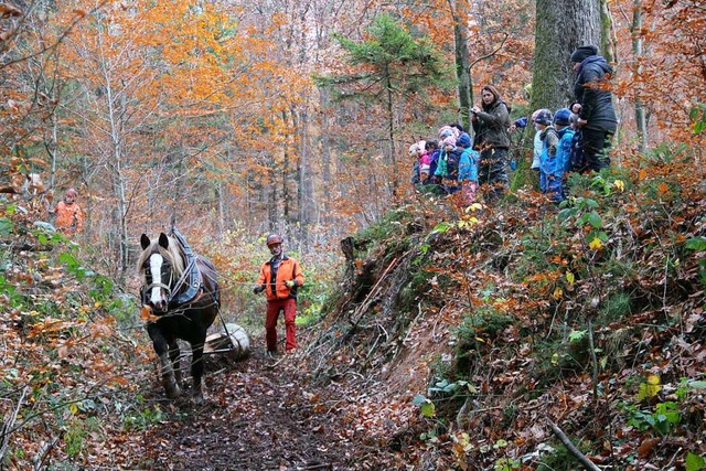 Waldarbeiter mit Pferd: Um Bodendenkm...er Frster in Fahrnau Rckepferde ein.  | Foto: Monika Weber