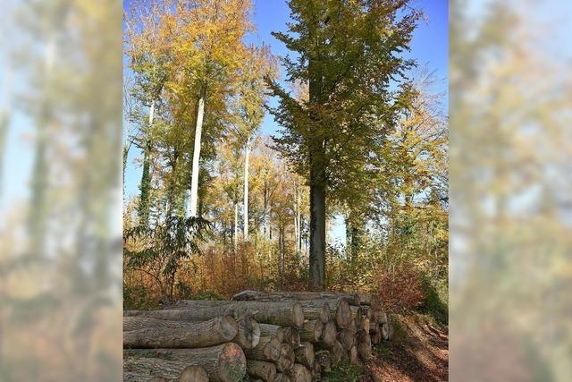 Stadtwald leistet Beitrag zur Umwelt