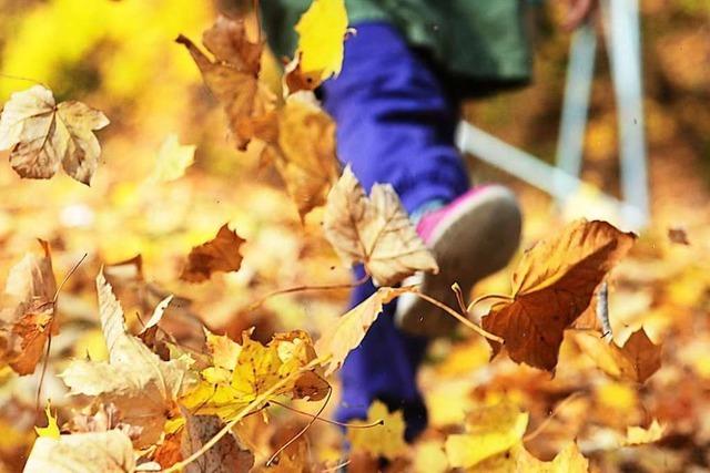 Wohin nur mit dem Herbstlaub?