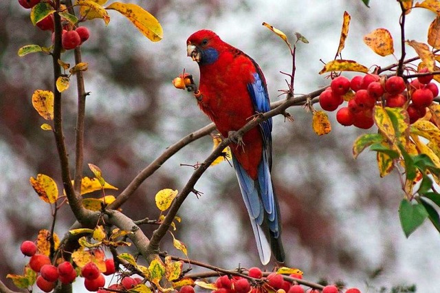 Der kleine Papagei ist vermutlich ein Pennantsittich.  | Foto: Wolfgang Engelbert