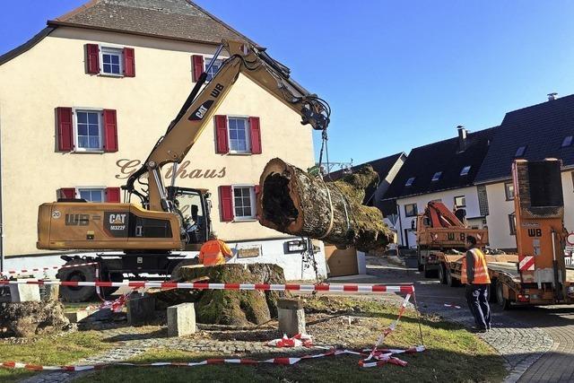 Abtransport der berreste der Dorflinde