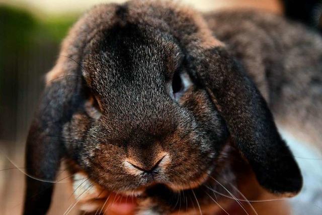 Dieser Kaninchenzuchtverein hat nur noch fnf Mitglieder – die nicht aufgeben wollen
