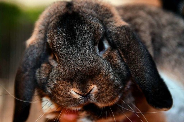 Die Leidenschaft der verbliebenen Zch...die Kaninchenzucht  ist immer noch da.  | Foto: Wolfgang Scheu