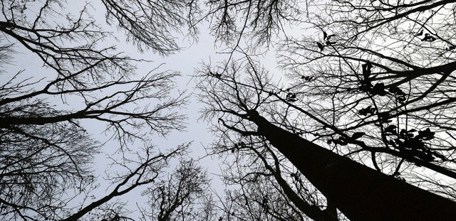 Rund 25 Prozent des Baumbestands im Ge...schen, die meisten davon sind kaputt.   | Foto: Symbolfoto: dpa