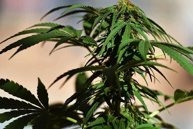 Indoor-Plantage für Cannabis löst Brand aus – Hausbewohner können sich retten