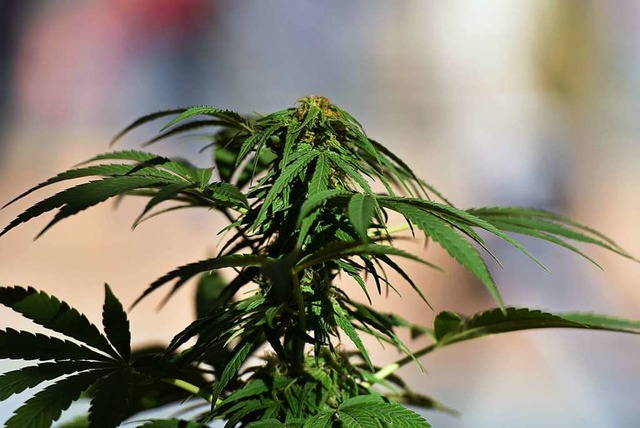 Eine Indoor-Plantage fr Cannabis hat einen Brand in Bad Sckingen ausgelst.  | Foto: AFP