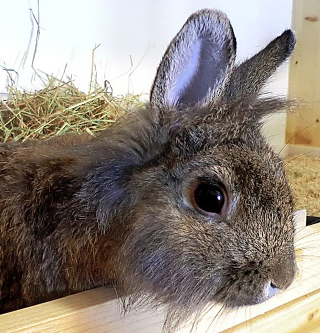 Bilbo ist nett.   | Foto: Tierheim