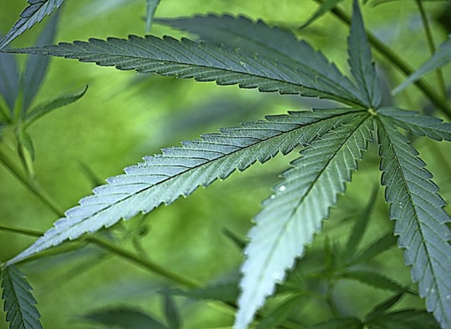 25 Gramm Cannabis spielten eine zentra...ndlung vor dem Amtsgericht Schopfheim.  | Foto: Symbolfoto: Oliver Berg (dpa)