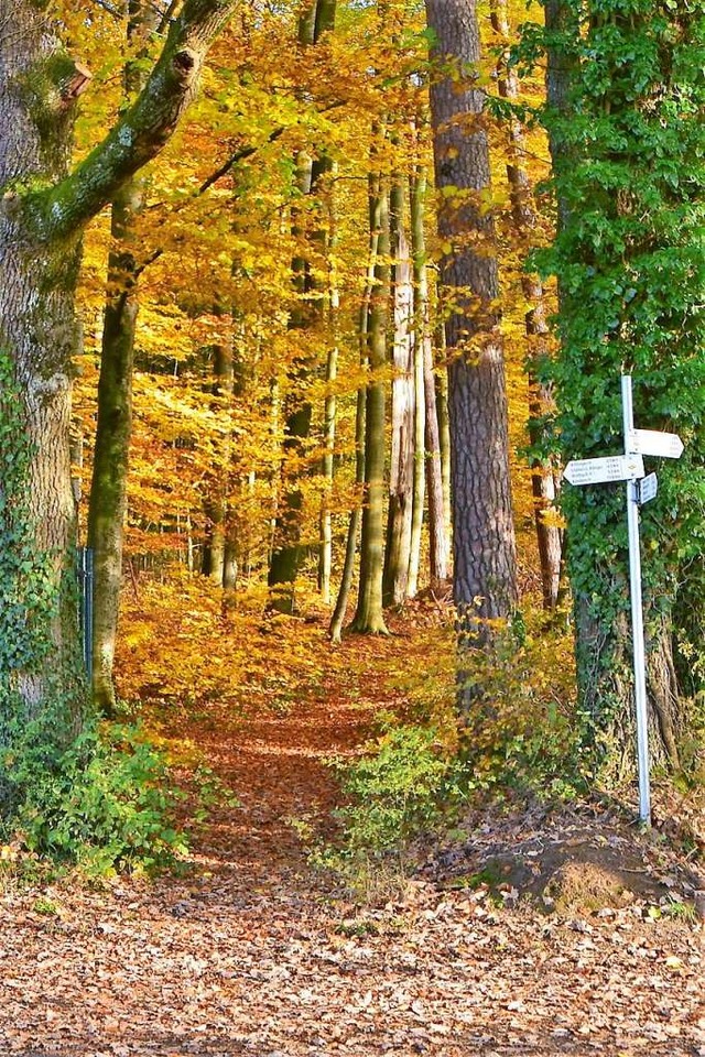 Der untere Zugang zum geplanten Singletrail im Wald  | Foto: Horst Donner