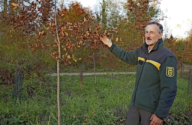 Gesucht werden Bume, die knftigen He...chef Martin Schreiner im Wyhler Wald.   | Foto:  iwi