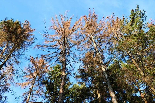 Opfer von Hitze und Kfern: Bume im Schwarzwald   | Foto: M. Weishaar