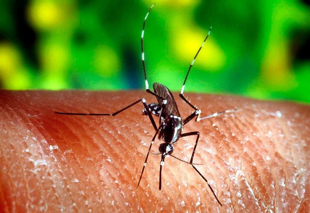Eine Stechmücke, die Malaria übertragen kann.  | Foto: US CfDCaP