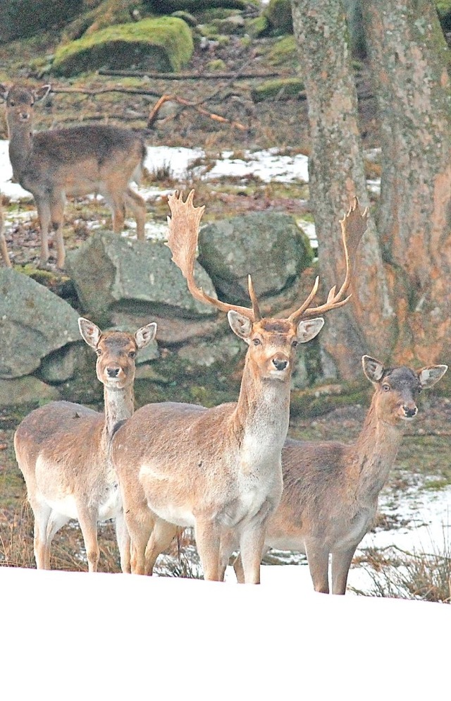 35 Tiere werden den Winter ber im Wildgehege in St. Blasien leben.  | Foto: Cornelia Liebwein