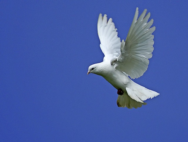 Die Friedenstaube  ist ein Sinnbild  u... zwischen Menschen friedlich zu lsen.  | Foto: Fotolia.COM/privat