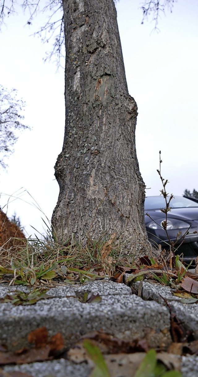 Durch Wurzeln angehobene Gehwegplatten...llen dar und sollen beseitigt werden.   | Foto: Tanja Bury