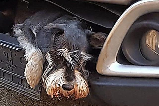 Hund steckt nach Unfall für Stunden in Kühlergrill